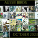 Aussie Birds Collage by annied