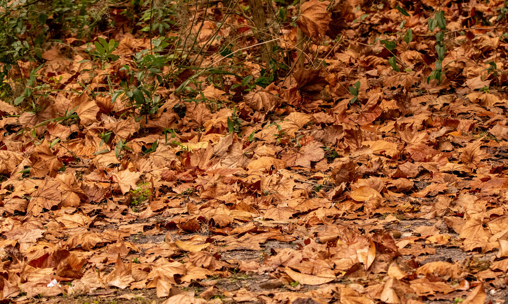 Collection of Brown Leaves! by rickster549