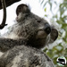 refreshing rain by koalagardens