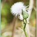 A dandelion head