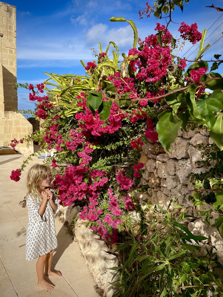 We do love a good bougainvillea  by lily
