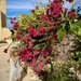 We do love a good bougainvillea  by lily