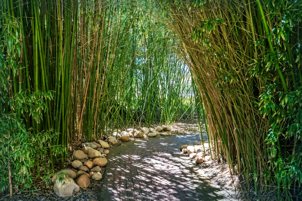 A path lined with bamboo by ludwigsdiana
