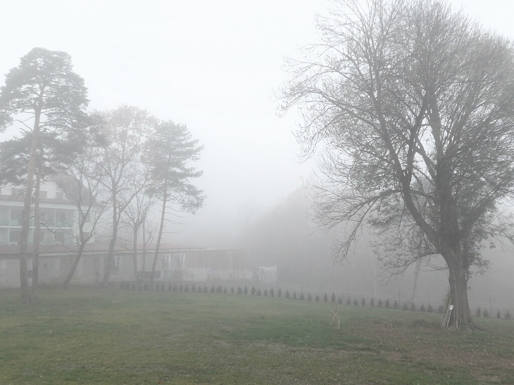 Fog by monikozi