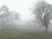 23rd Nov 2023 - Fog