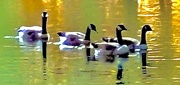 23rd Nov 2023 - Geese glide across the lake