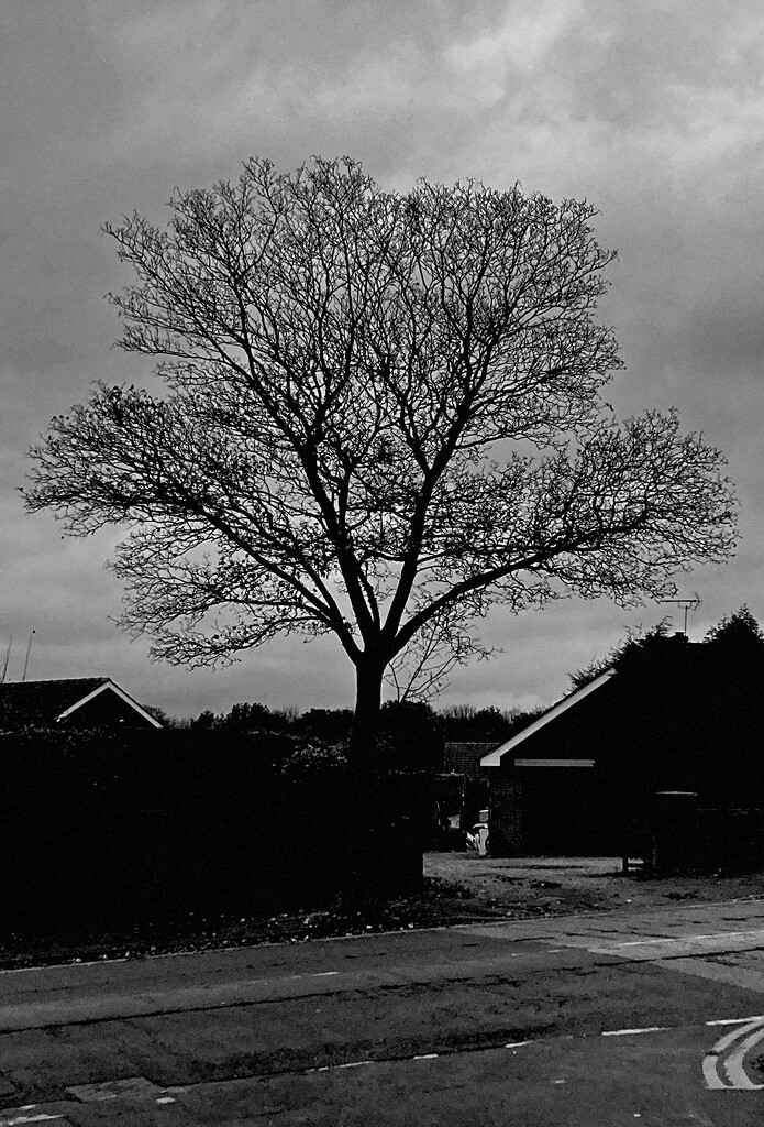 Mansfield Tree by allsop