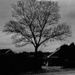 Mansfield Tree