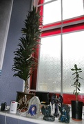 23rd Nov 2023 - Spiky plant.......