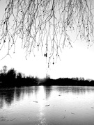 17th Nov 2023 - On a frozen pond