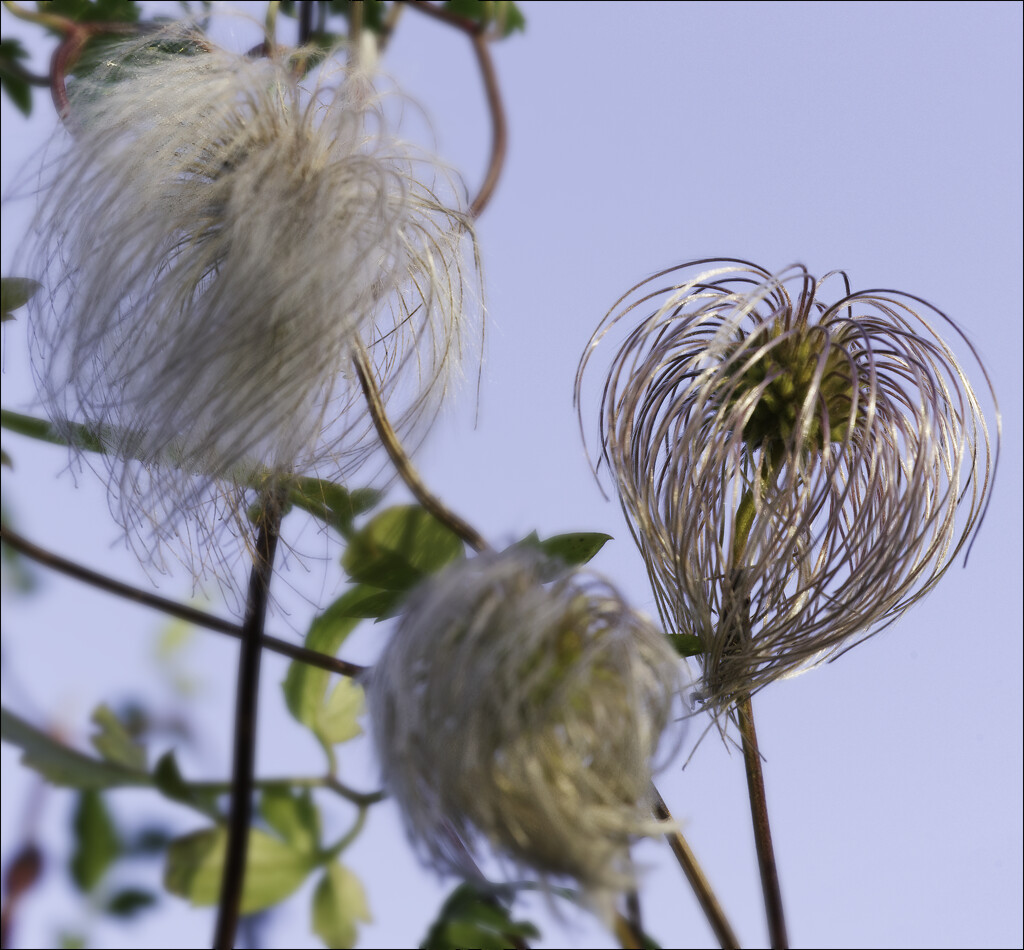 clematis seed head by sjoyce