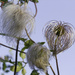 clematis seed head by sjoyce