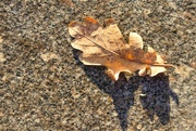 23rd Nov 2023 - Leaf II