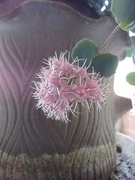 23rd Nov 2023 - Flowering cactus 