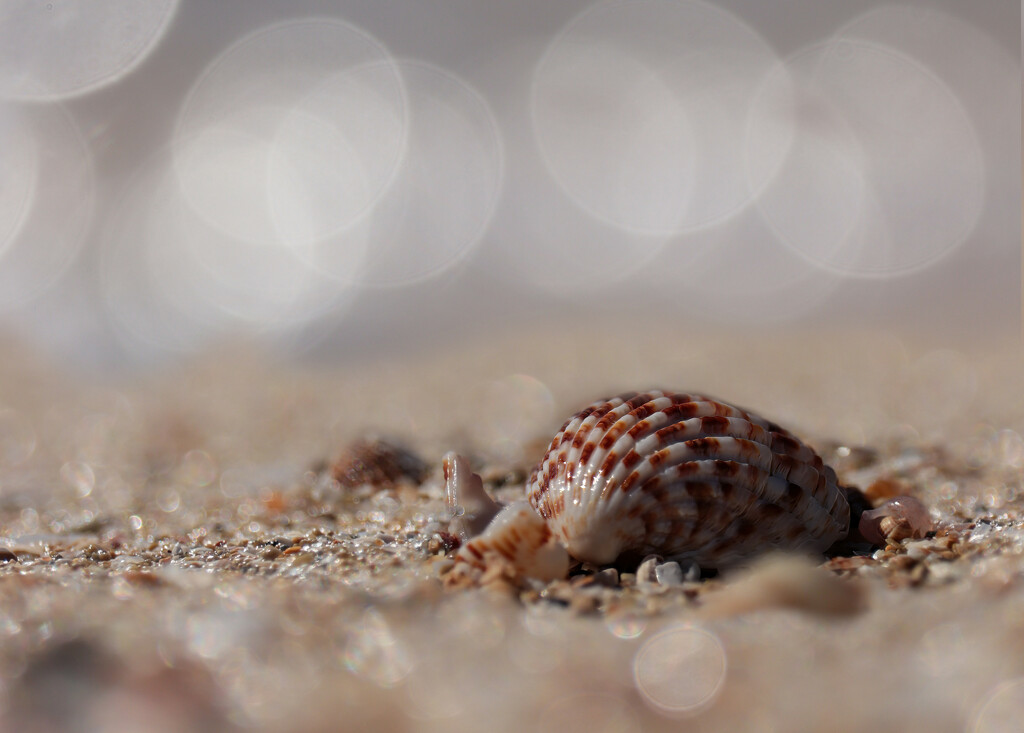 Seashells on the seashore by elza