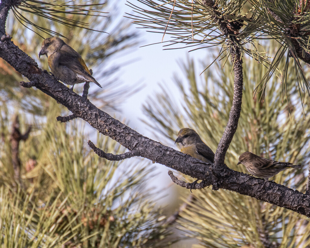 crossbills and pine siskins by aecasey