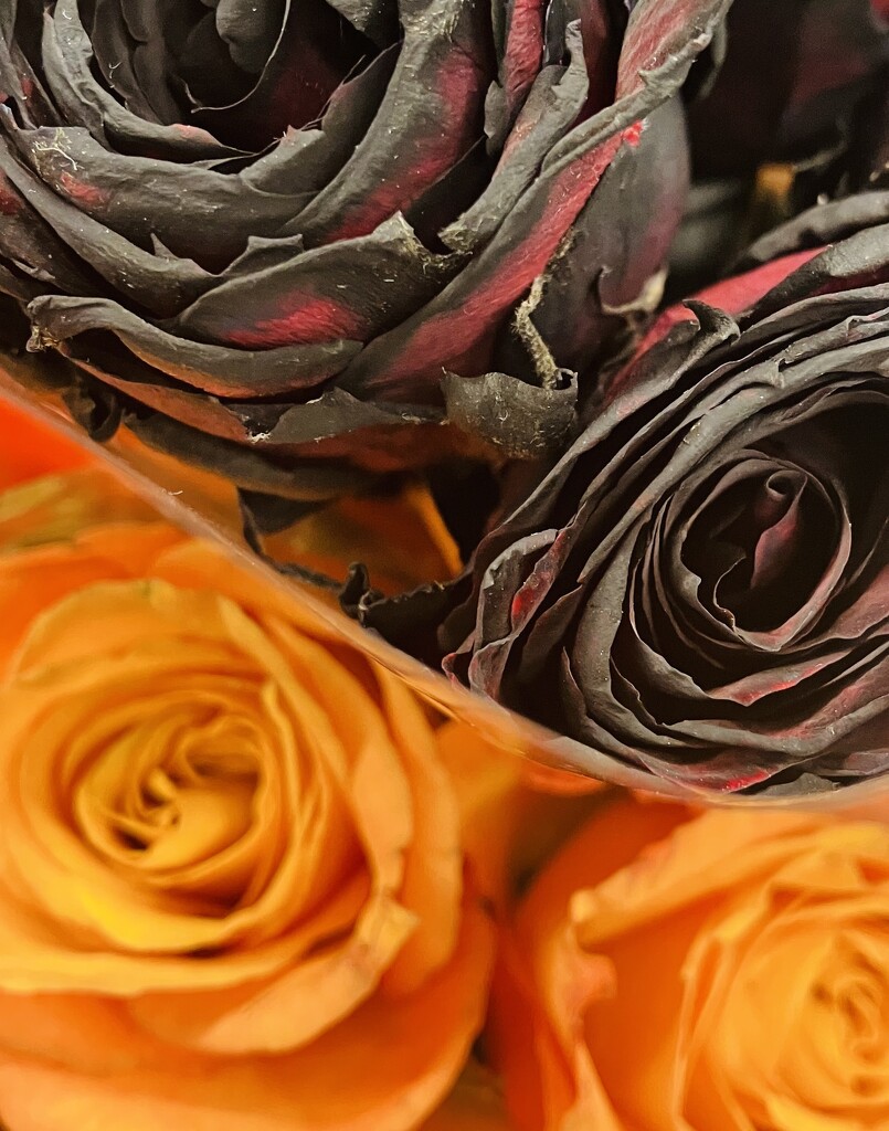 Colourful roses? by abstractnature