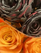 23rd Nov 2023 - Colourful roses?