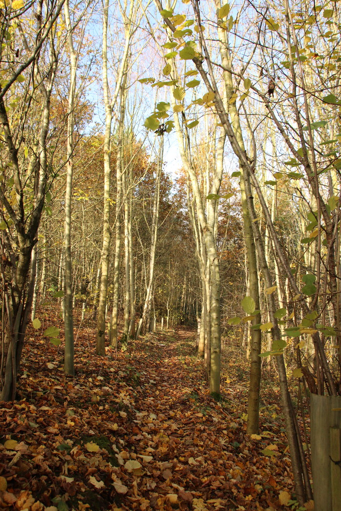 Woodland trail by shepherdman