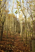 23rd Nov 2023 - Woodland trail