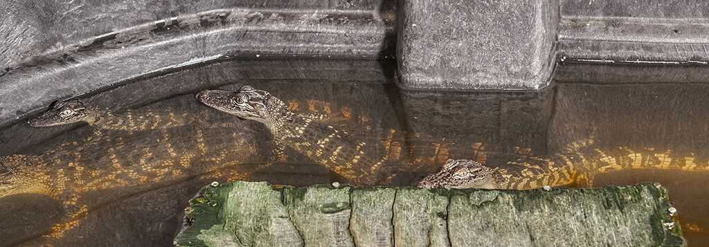 Small Alligators by gardencat