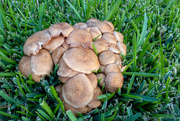 16th Nov 2023 - Fungi #1