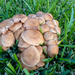 Fungi #1