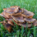 Fungi #2