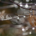 Playing with Bokeh by pcoulson
