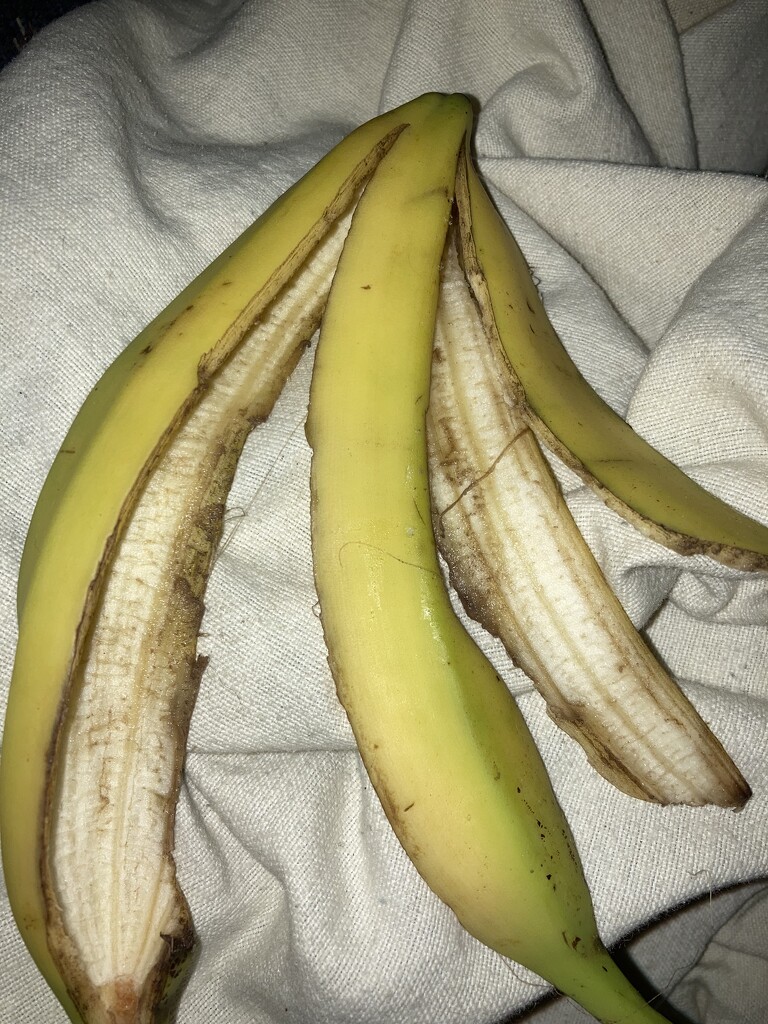 Banana Peel  by spanishliz