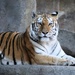 Tiger  by randy23