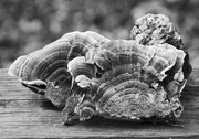 24th Nov 2023 - Turkey tail in black and white...
