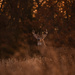 Buck at Golden Hour