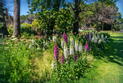 24th Nov 2023 - Foxgloves standing tall