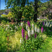 Foxgloves standing tall by ludwigsdiana