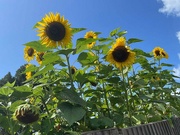 24th Nov 2023 - sunflowers with a Dutch tilt