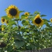 sunflowers with a Dutch tilt