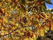 23rd Nov 2023 - Colours of Autumn 