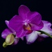 Beautiful Blooms DSC_6789 by merrelyn