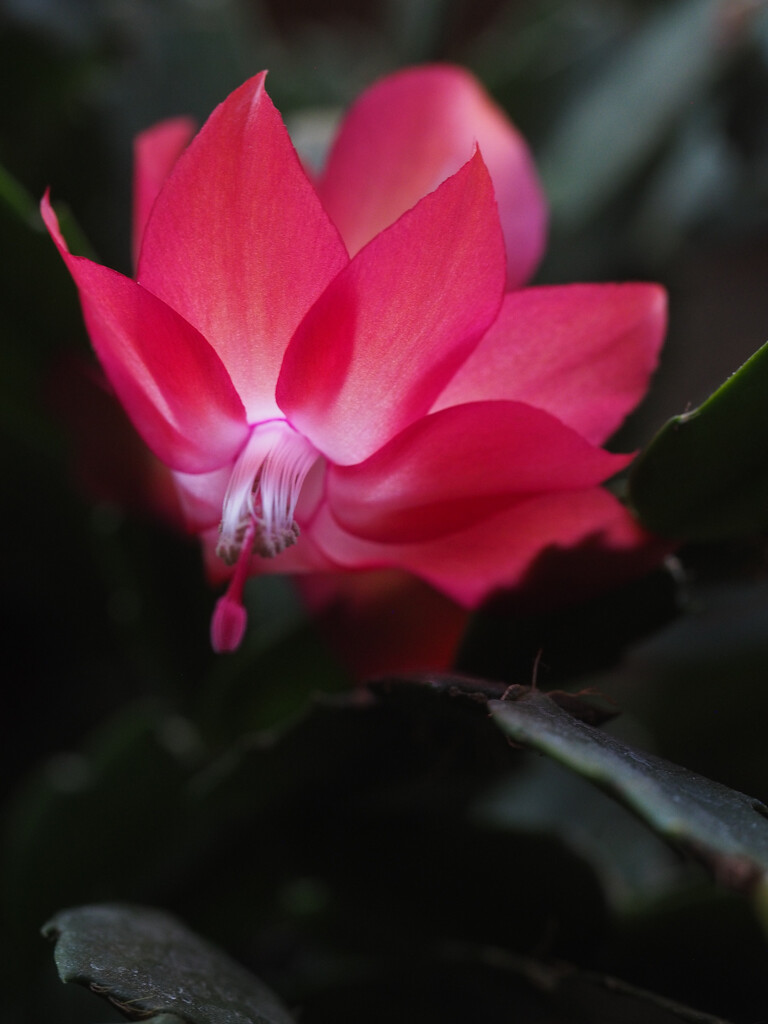 Christmas Cactus  by tosee