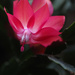 Christmas Cactus  by tosee