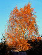 24th Nov 2023 - Flaming Autumn Tree.....951