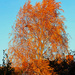 Flaming Autumn Tree.....951 by neil_ge