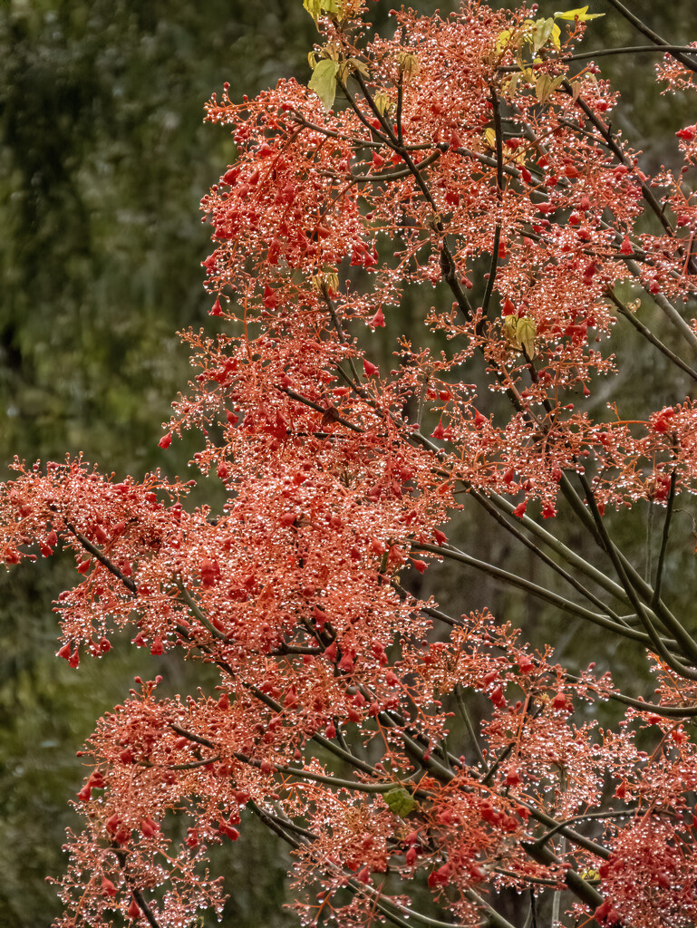 flame tree after the rain by koalagardens