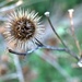 spiky plant by ollyfran