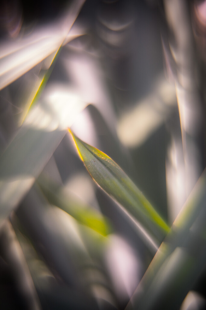 Bokeh #29/30 - blades by i_am_a_photographer