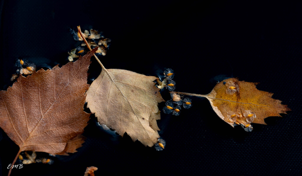 Leaf Trio  II by theredcamera