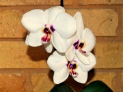 25th Nov 2023 - Orchid Sitter ~ 