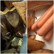 21st Nov 2023 - Hotdogs & Hotdogs 