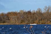 24th Nov 2023 - White Pelicans fishing